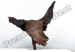 Whole Body Bird Animal photo references